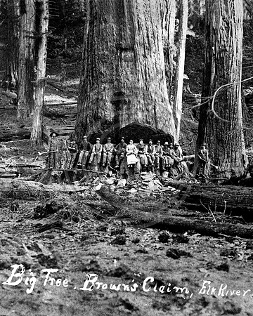 Big Tree at Browns Camp
