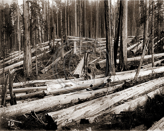 Logging #322 In the Redwoods near Arcata Ca.
