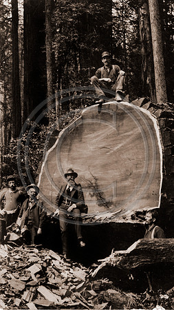 AW Ericson, Loggers and bosses posing in undercut of Redwood Tree