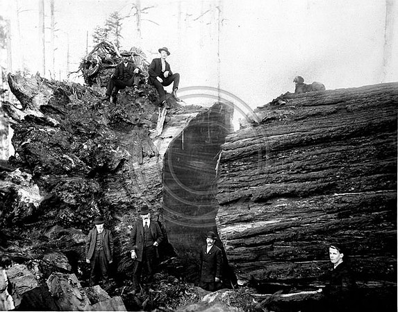 City Slickers checking out a Redwood tree
