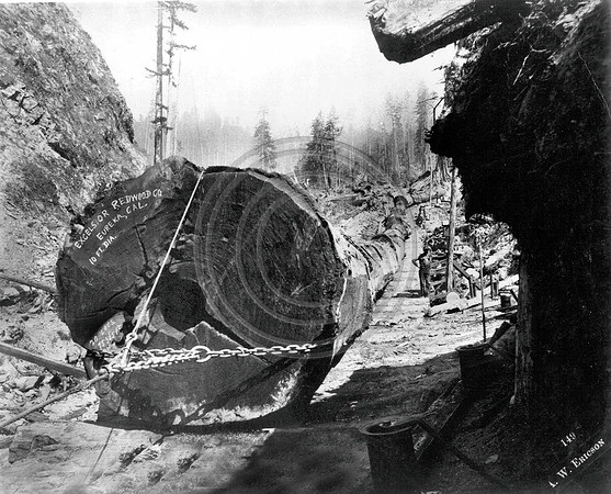 Excelsior Redwood Company Eureka 10 foot diameter tree pulled with stationary engine