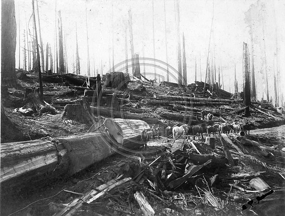 Horse team pulling redwoods to a landing