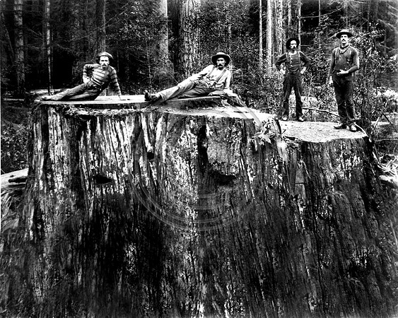 Loggers posing on a Redwood Stump