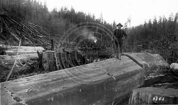 Logging Scene #1