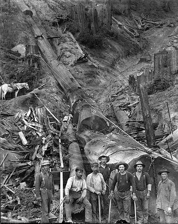 Logging Scene #3