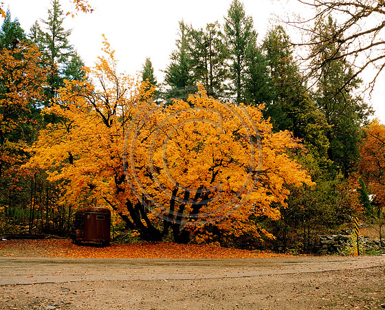 Fall at Ripple Creek