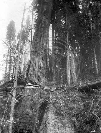 Felling a redwood