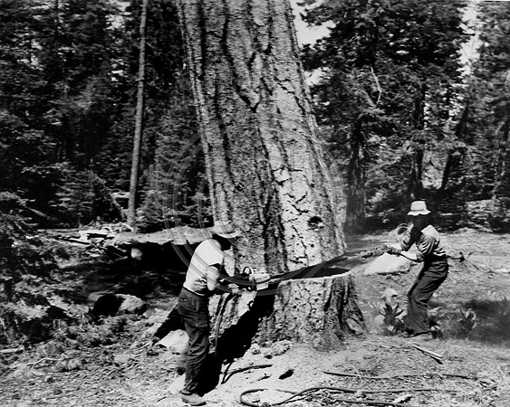 Electric Chain Saw felling a giant tree