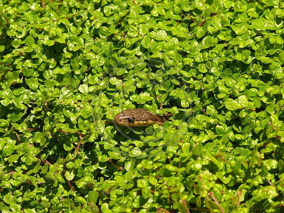 Snake in the Grass