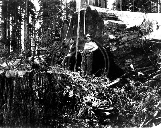 Loggers and their tools of the trade