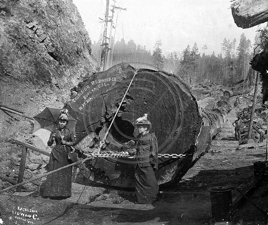 Excelsior Redwood Company 20 logs 75365 boadrd feet