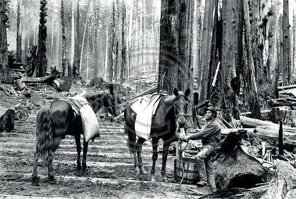 Horses Packing Water
