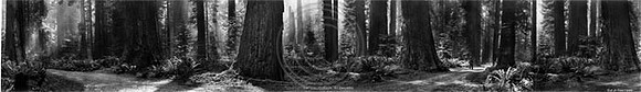 Redwood Grove Humboldt County California
