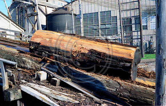 Large redwood going up to head rig at GP samoa