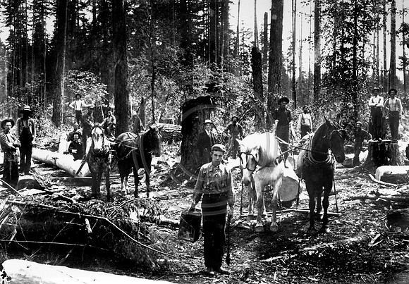 Horse team Skidding logs