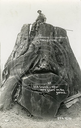 1000 Years Old