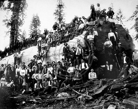 Logging Camp on a tree