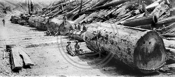 Freshwater Early Logging