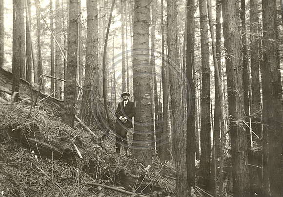 45 Yr Old Trees