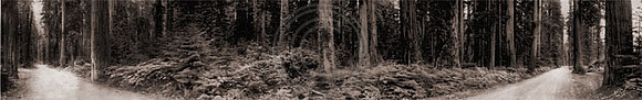 Avenue of the Giants