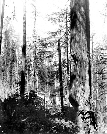 Virgin Redwood forest