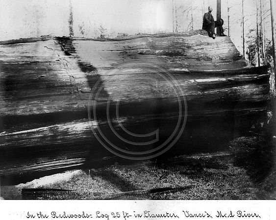 In the Redwoods: Log 25 ft in diameter Vance's Mad River