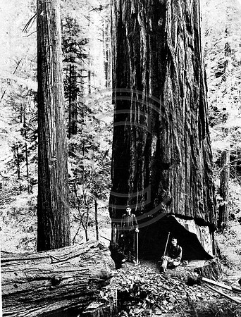 Taking a break in the Redwoods