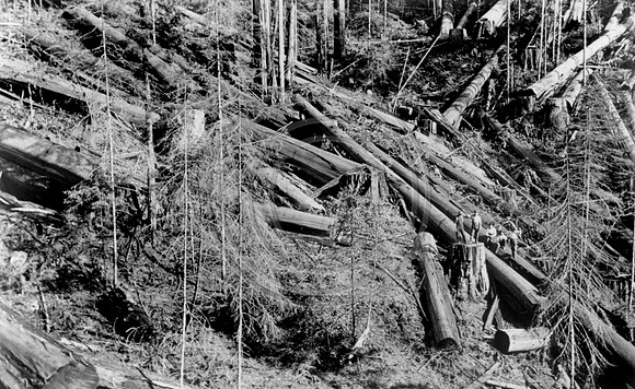 Posing among the fallen SP Photo