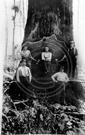 5 Loggers posing in a undercut