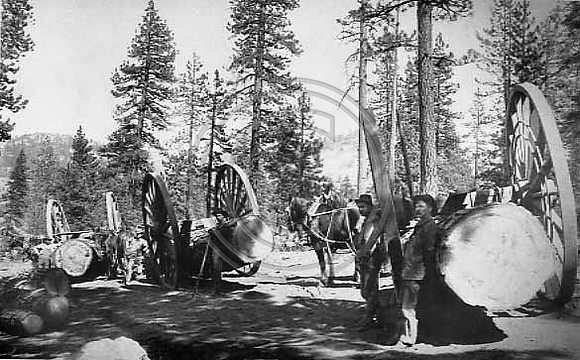 Logging in the Sierra's