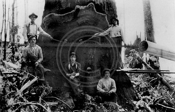 Loggers posing in front of Redwood tree near Falk Ca. SP photo
