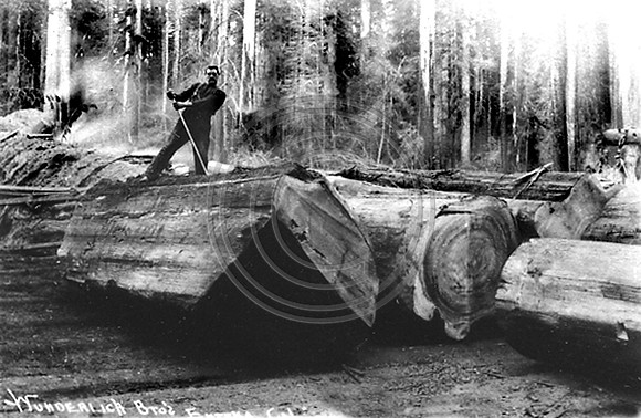 Rolling a big Redwood log