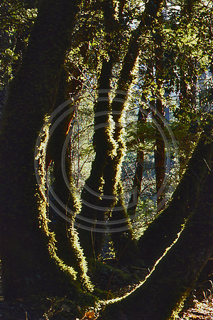 Mossy Trees