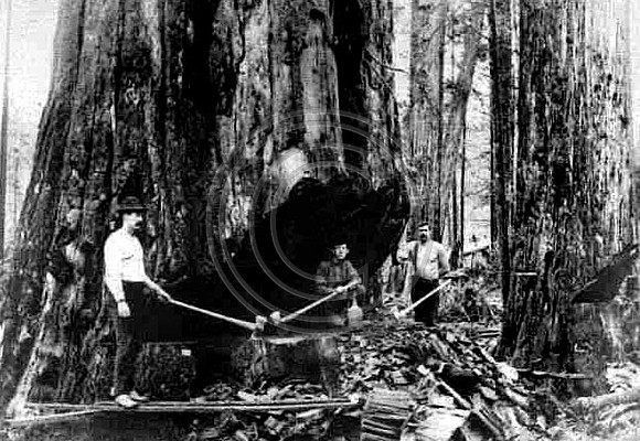 Big Redwood tree undercut