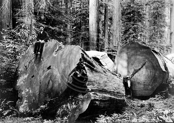 Redwood Butt Cut