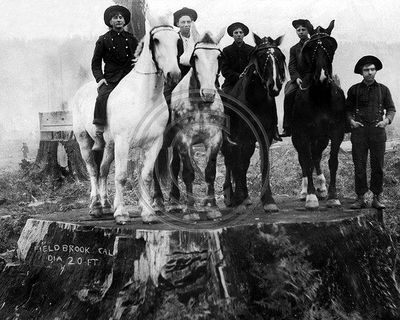 Horses on a 20ft Redwood stump