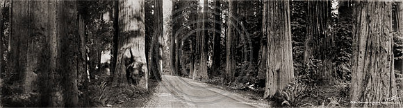 On the Avenue of the Giants