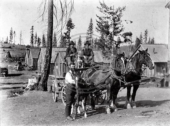New Colt born in this Lumber Camp