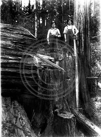 Loggers posing with the misery whip