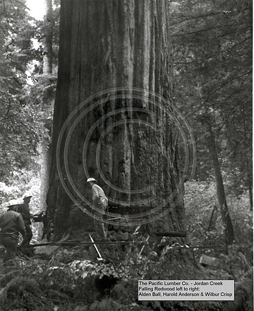 Jordan Creek Pacific Lumber Company Left to Right Alden Ball Harold Anderson and Wilbur Crisp