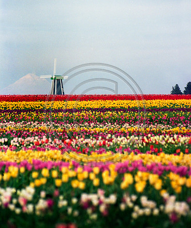 Tulips and Mt. Hood