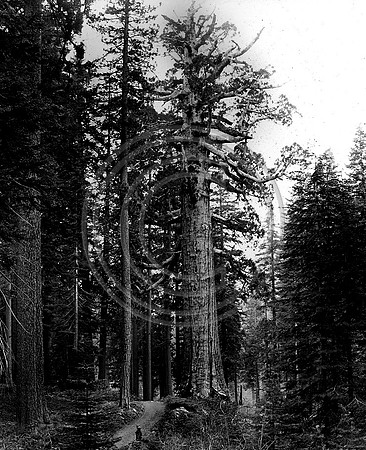 The grizzly giant Mariposa Grove