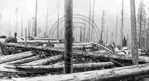 In the woods at Excelsior Lumber company