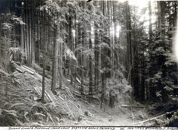 July 1923 Second growth forest