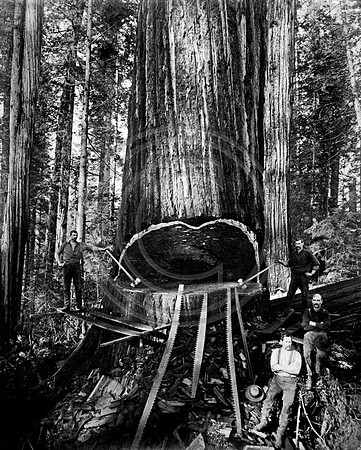 Redwood Undercut with 4 loggers