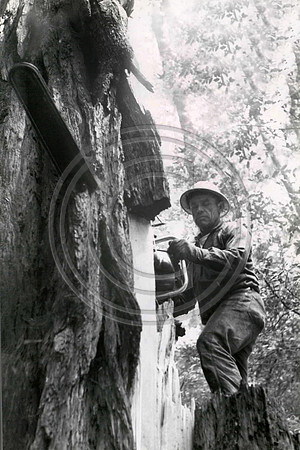 Jack Hower 1959 falling a tree at Jordan Creek