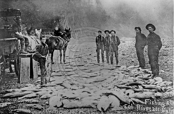 301 Salmon caught on the EEL River at Rio Dell