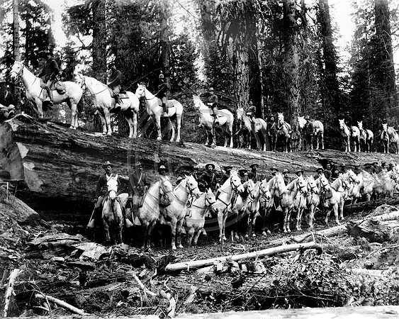 Cavalry Tree