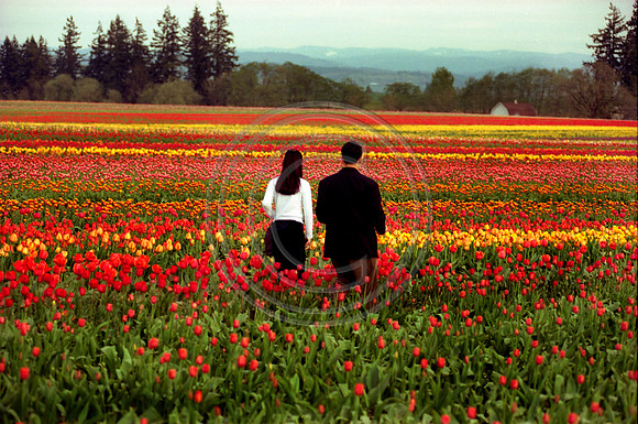 Lost in the Beauty