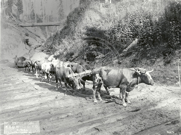 Bull  Logging Team